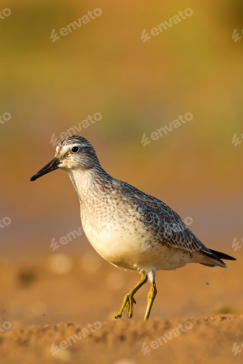 Preview: Water Bird. Natural Background. Bird: Red Knot. Calidris Canutus