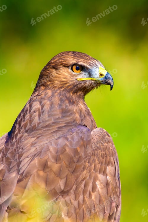 Preview: Bird Of Prey. Portrait Of Buzzard. Green Nature Background.