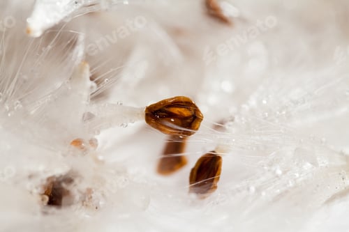 Preview: Abstract Composition With Dried Plants Seeds. Looks Like Dandelion Seeds