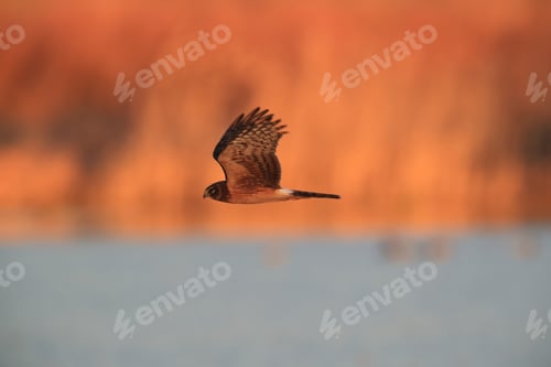 Preview: Northern Harrier , Hawk, Bosque Del Apache,Wildlife Reserve , New Mexico,Usa