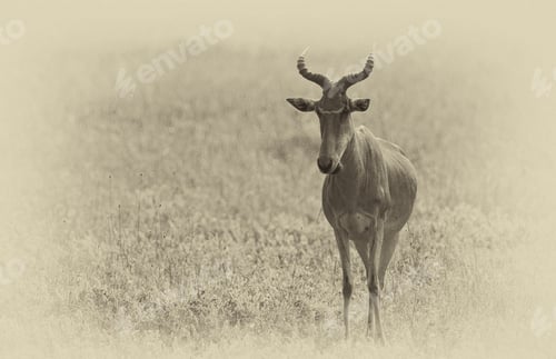 Preview: Vintage Style Black And White Image Of A Hartebeest Antelope In The Serengeti National Park