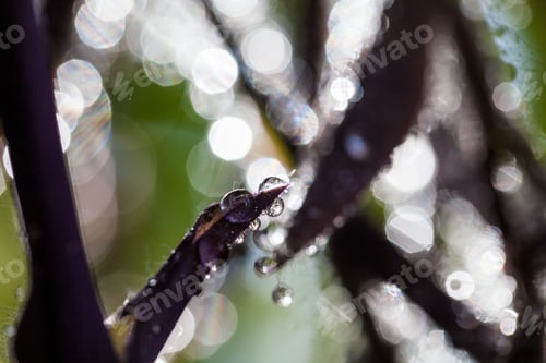 Preview: Composition With Mauve And Green Leaves And Water Drops