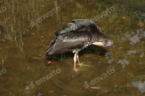 Preview: Young Black Stork (Ciconia Nigra) Saxony Germany