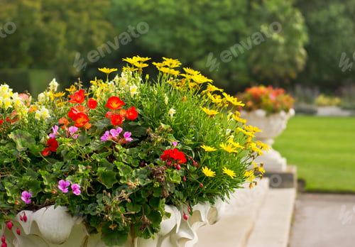Preview: Autumn Flowers In London Park.