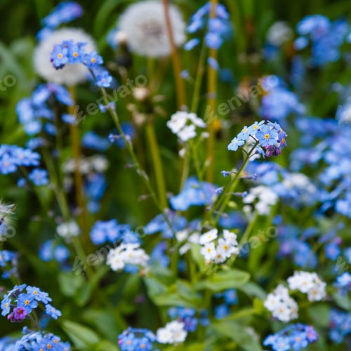 Preview: Blue Flowers Of Forget-Me-Not. Summer Background.