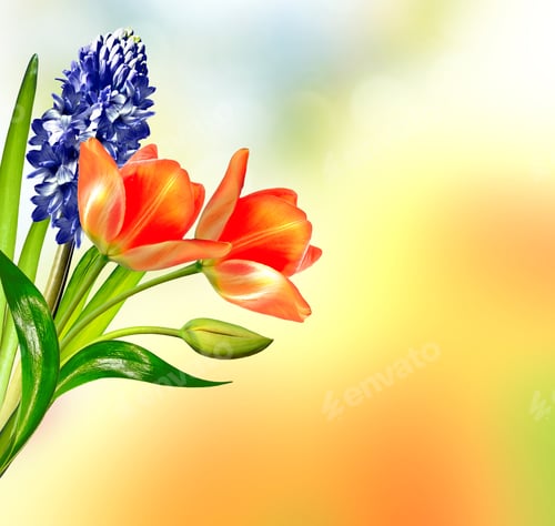 Preview: Spring Landscape. Beautiful Spring Flowers Tulip. Blue Hyacinth
