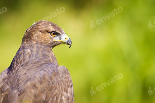 Preview: Bird Of Prey. Buzzard Portrait. Green Nature Background. Bird: Long Legged Buzzard. Buteo Rufinus.