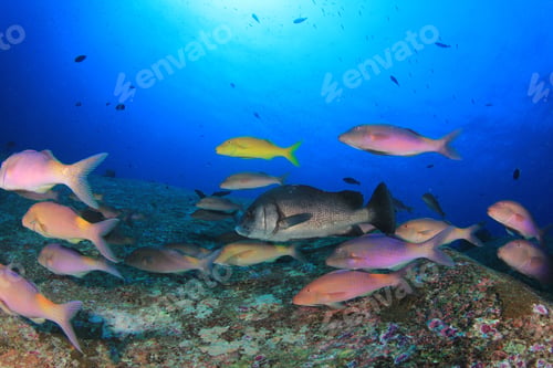 Preview: Underwater Goatfish Fish School
