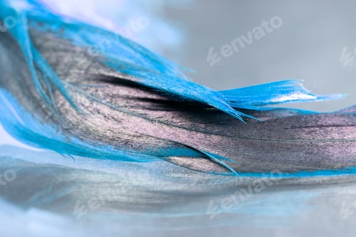Preview: Colorful Rooster Feather With Details And Reflexions