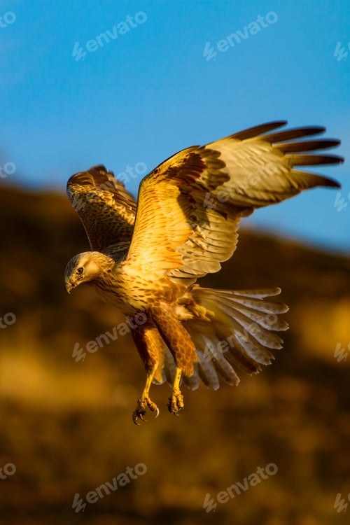 Preview: Flying Buzzard. Natural Background.