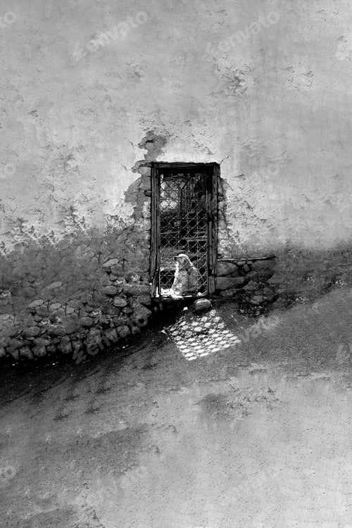Preview: Door And A Dog. Animal Rights Abstract Photo.