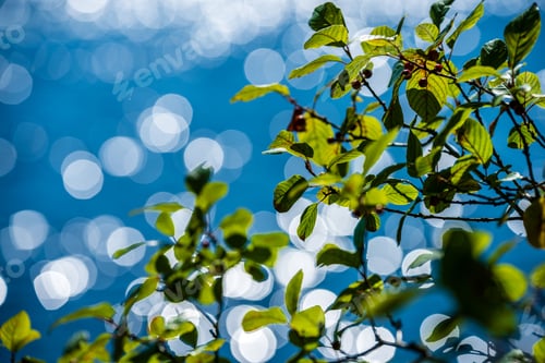 Preview: Fresh Green Tree Leaves On Blue Water Blur Background. Colorful Patern For Design Covers