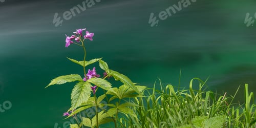 Preview: Flower In Front Of The Emerald Stream