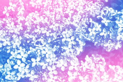 Preview: Bright And Colorful Flowers Lilac On The Background Of Spring Landscape.