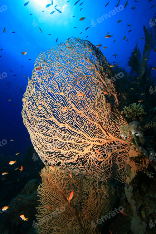 Preview: Gorgonian Sea Fan (Annella Mollis)