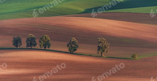 Preview: Chestnut Avenue In South Moravia