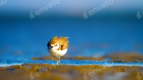 Preview: Cute Bird Plover. Blue Sea And Yellow Sand Nature Background. Kentish Plover Charadrius Alexandrinus