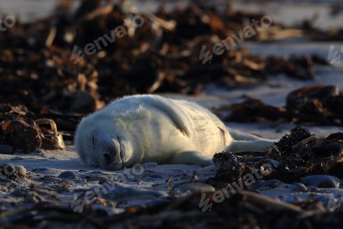 Preview: Gray Seal (Halichoerus Grypus) Pup Helgoland Germany