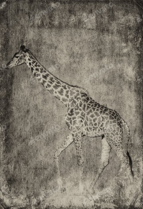 Preview: Giraffe Isolated On Textured Grunge Background