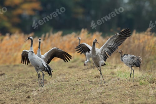 Preview: Common Cranes Grus Grus In The Field Mecklenburg ,Germany