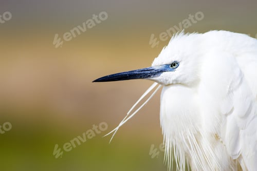 Preview: Beautiful White Heron. Colorful Nature Background. Heron Bird: Little Egret. Egretta Garzetta.