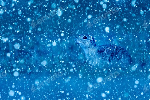 Preview: Winter Season And Animals. Falling Snow. Blue Nature Background. Ground Squirrel.