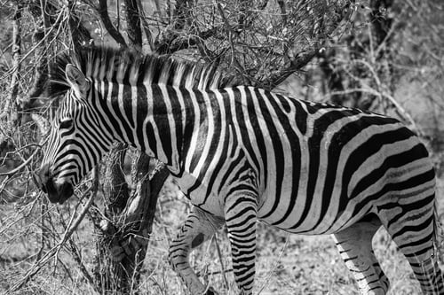 Vista previa: Zebra In The Kruger National Park, South Africa
