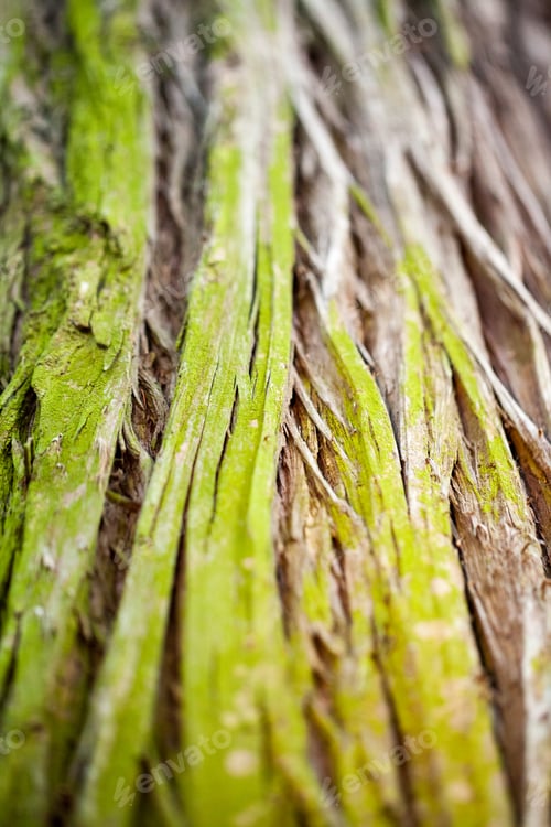 Preview: Abstract Composition With Green Moss On Tree Bark - Texture And Background With Very Soft Focus