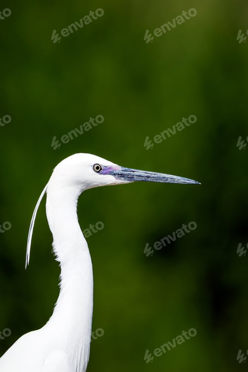 Preview: White Heron. Dark Green Nature Background. Little Egret / Egretta Garzetta
