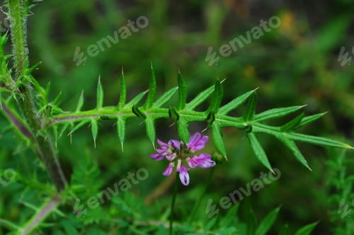 Preview: Crown Vetch And Prickly Plant On Soft Green Background