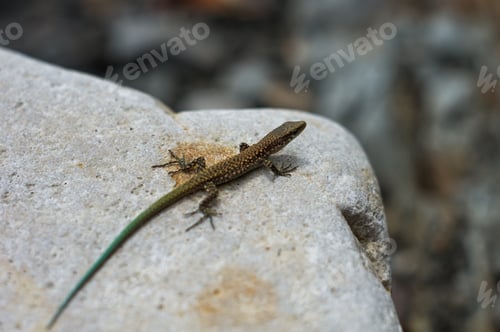 Preview: Brown Spotted Lizard With Green Tail