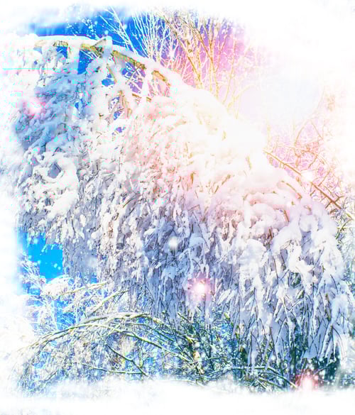 Visualização: Floresta congelada de inverno com árvores cobertas de neve. Ao ar livre