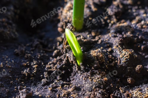 Preview: Growing Little Green Sprouts Of Young Plants In Sunlight