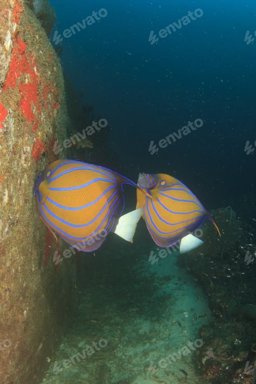 Preview: Pair Blue=Ringed Angelfish