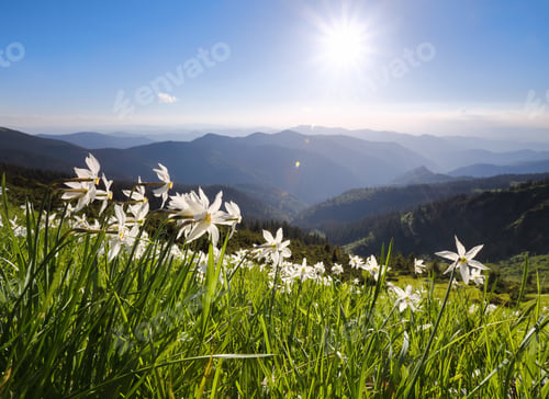 Preview: Grass With Daffodils. Blue Sky. Landscape With High Mountains. Forest Road. Eco Resort, Relax For