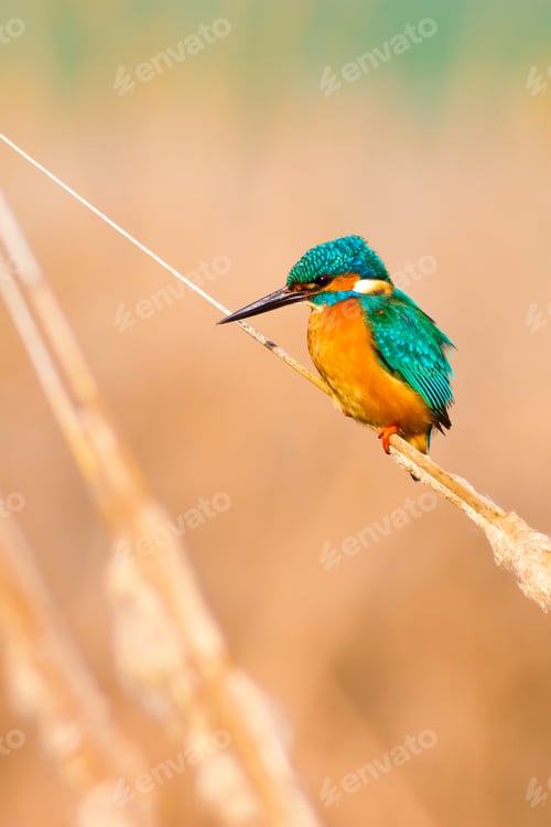 Preview: Cute Colorful Bird Kingfisher. Yellow Nature Background. Common Kingfisher / Alcedo Atthis