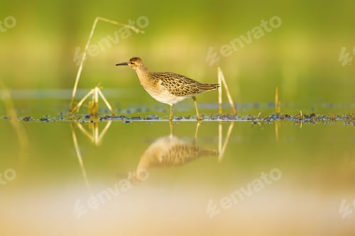 Preview: Water Nature And Water Bird. Green Water Habitat Background. Bird: Ruff. Philomachus Pugnax.