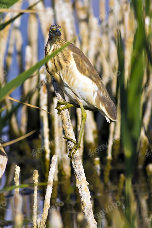 Preview: Squacco Heron, Ardeola Ralloides. Yellow Common Water Bird. Yellow Blue Nature Habitat Background.