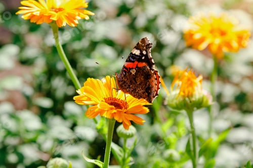 Preview: Butterfly On The Flowers Of Calendula On A Summer Day. Orange Flowers In The Garden Of Calendula