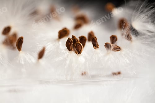 Preview: Abstract Composition With Dried Plants Seeds. Looks Like Dandelion Seeds