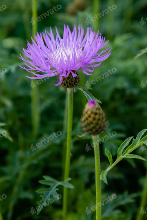 Preview: Purple Flowers Of Centaurea Salviifolia In Garden. Floral Summer Background