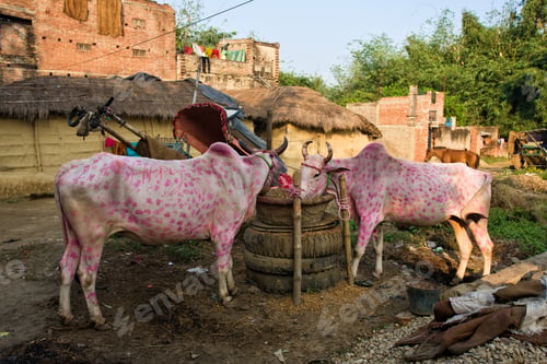 Preview: Oxes Decorated For The Religious Diwali Festival In Raxaul, Bihar State, India. "Diwali", The Hindu