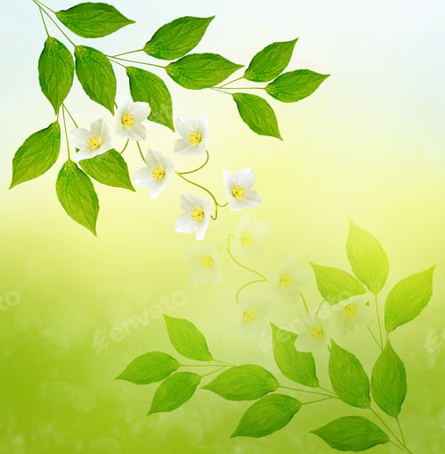 Preview: White Jasmine The Branch Delicate Spring Flowers