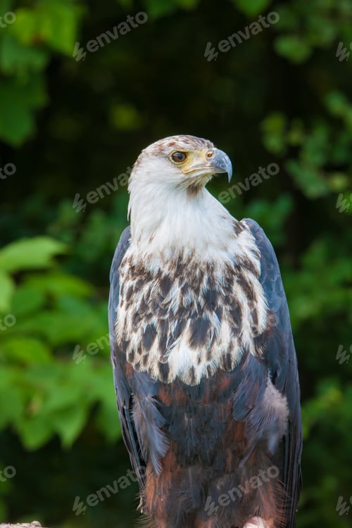 Preview: African Fish Eagle (Haliaeetus Vocifer)