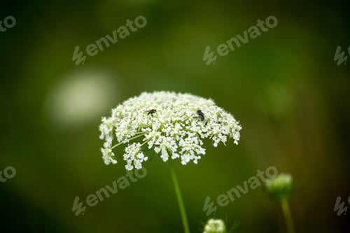 Preview: Forest Flowers And Blossoms In Spring Blooming In Natural Environment