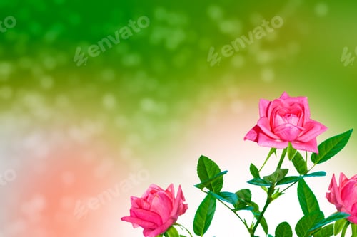 Preview: Bright Colorful Flower Rose. Natural Floral Background. Holiday Card
