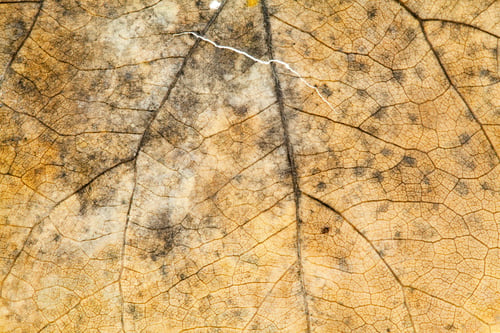 Preview: Autumnal Dried Leaves - Texture