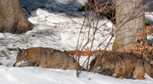 Preview: Wolves In The Bavarian Forest National Park (Nationalpark Bayerischer Wald) In Bavaria, Germany