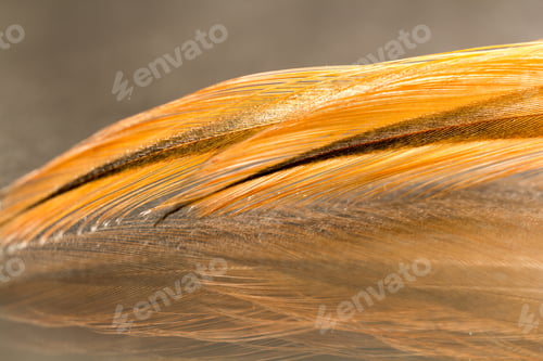Preview: Colorful Rooster Feather With Details And Reflexions