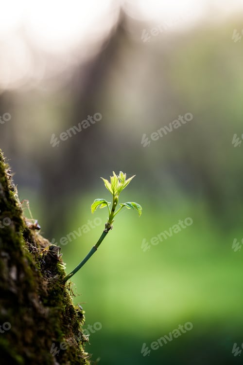 Preview: Light Green Leaves On Dark Green, Natural Background